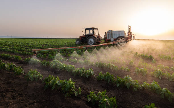 Professional Pest Control in Murphys, CA
