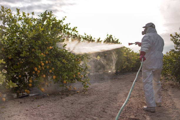 Best Wasp Removal Services  in Murphys, CA