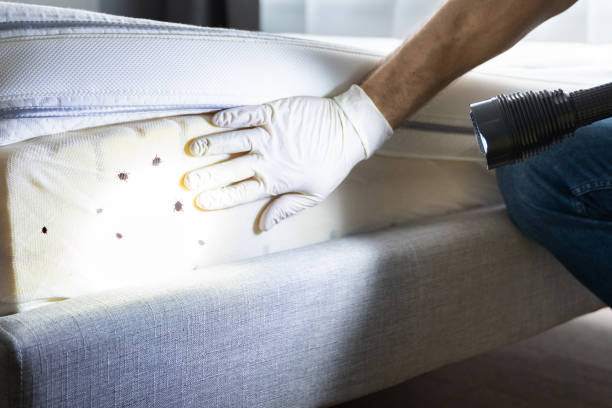 Best Ant Control Services  in Murphys, CA