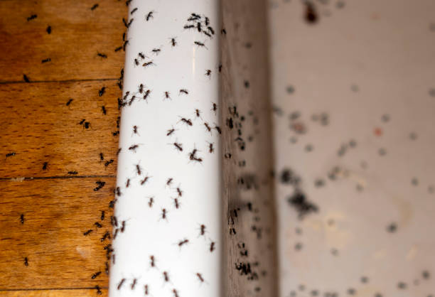 Best Pest Removal Services  in Murphys, CA