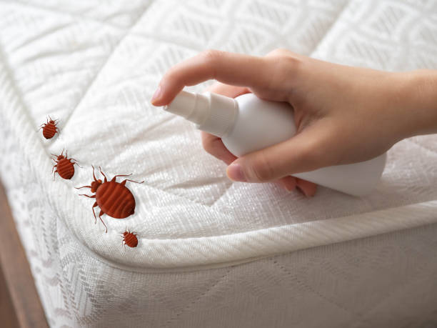 Best Flea Control Services  in Murphys, CA