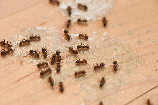 Best Insect Control  in Murphys, CA