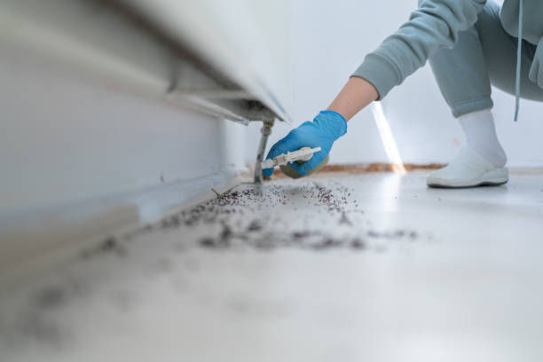 Best Affordable Pest Control Services  in Murphys, CA